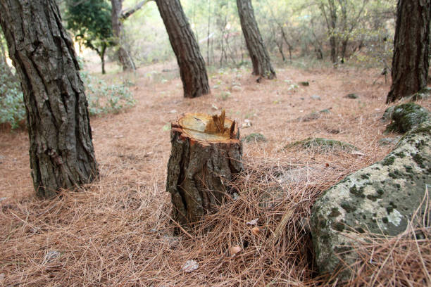 How Our Tree Care Process Works  in  Inverness Highlands North, FL