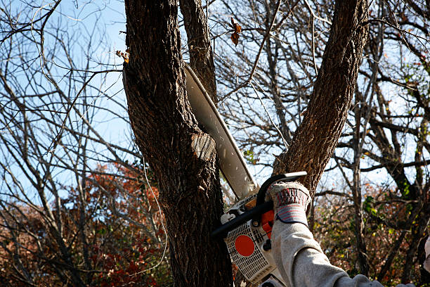 Professional Tree Removal Services in Inverness Highlands North, FL